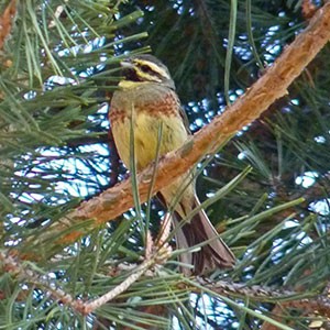 Male Cirl Bunting - Emberiza cirlus © John Muddeman